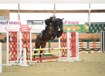 Österreichisches Warmblut, Wallach, 9 Jahre, 170 cm, Brauner