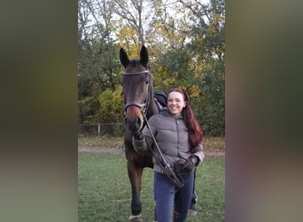 Österreichisches Warmblut, Wallach, 9 Jahre, 170 cm, Brauner