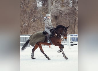 Österreichisches Warmblut, Wallach, 9 Jahre, 170 cm, Brauner
