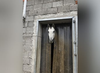 Österreichisches Warmblut, Wallach, 9 Jahre, 172 cm, Apfelschimmel