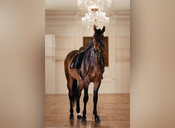 Österreichisches Warmblut, Wallach, 9 Jahre, 175 cm, Brauner