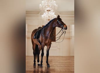 Österreichisches Warmblut, Wallach, 9 Jahre, 175 cm, Brauner