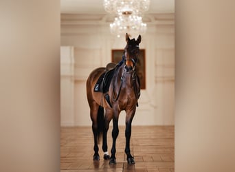 Österreichisches Warmblut, Wallach, 9 Jahre, 175 cm