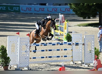 Österreichisches Warmblut, Wallach, 9 Jahre, Brauner