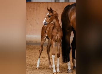 Österrikiskt varmblod, Hingst, Föl (05/2024), 170 cm, Fux