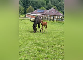 Österrikiskt varmblod, Hingst, Föl (05/2024), Brun