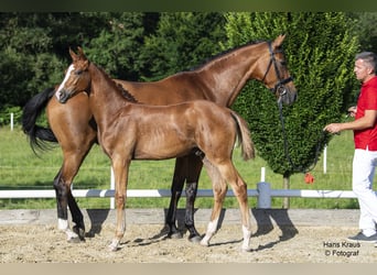 Österrikiskt varmblod, Hingst, Föl (02/2024), fux