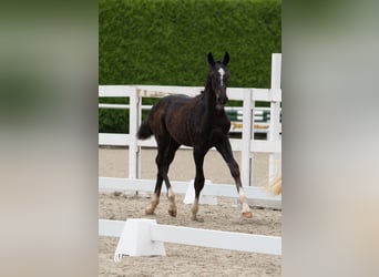 Österrikiskt varmblod, Hingst, Föl (05/2024), Kan vara vit