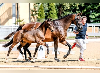 Österreichisches Warmblut, Hengst, Fohlen (03/2024), Dunkelbrauner