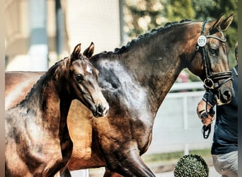 Österreichisches Warmblut, Hengst, Fohlen (03/2024), Dunkelbrauner