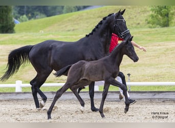 Österrikiskt varmblod, Hingst, Föl (05/2024), Svart