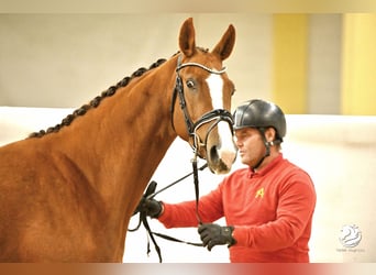 Österreichisches Warmblut, Stute, 3 Jahre, 170 cm, Fuchs