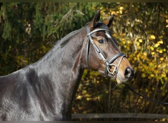 Österrikiskt varmblod, Sto, 4 år, 169 cm, Brun