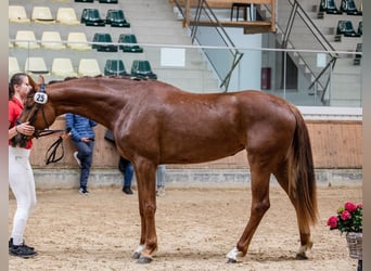 Österrikiskt varmblod, Sto, 4 år, 170 cm, Fux