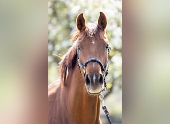 Österreichisches Warmblut, Stute, 4 Jahre, 170 cm, Dunkelfuchs