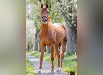 Österreichisches Warmblut, Stute, 4 Jahre, 170 cm, Dunkelfuchs