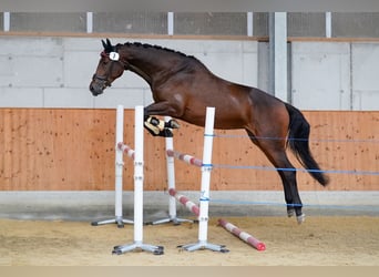 Österrikiskt varmblod, Sto, 5 år, 170 cm, Mörkbrun