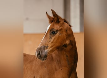 Österreichisches Warmblut, Stute, Fohlen (06/2024), 169 cm, Fuchs