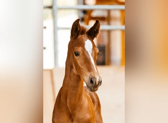 Österreichisches Warmblut, Stute, Fohlen (06/2024), 169 cm, Fuchs