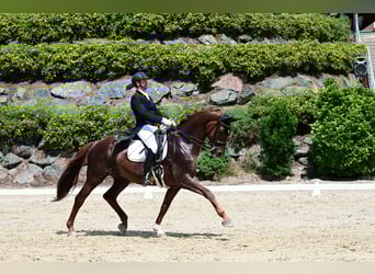 Österrikiskt varmblod, Valack, 10 år, 173 cm, Fux