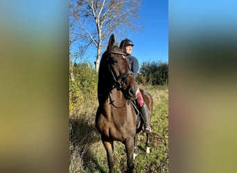 Österreichisches Warmblut, Wallach, 17 Jahre, 168 cm, Brauner