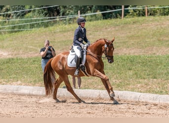 Österreichisches Warmblut, Wallach, 3 Jahre, 166 cm, Fuchs