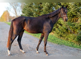 Österrikiskt varmblod, Valack, 3 år, 167 cm, Mörkbrun