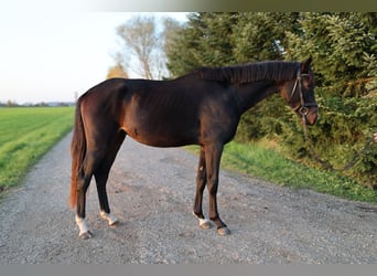 Österrikiskt varmblod, Valack, 3 år, 167 cm, Mörkbrun