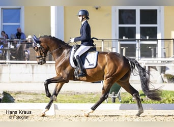 Österrikiskt varmblod, Valack, 4 år, 169 cm, Brun