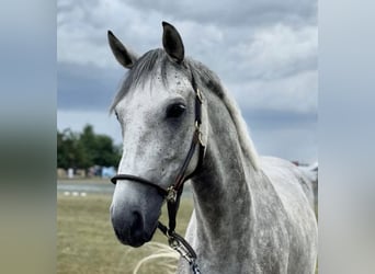 Österrikiskt varmblod, Valack, 6 år, 160 cm, Grå