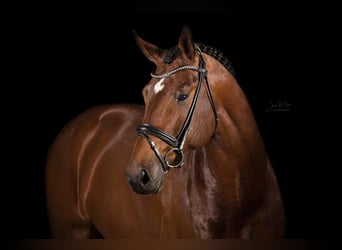 Belgian Warmblood, Stallion, 12 years, 17.1 hh, Brown