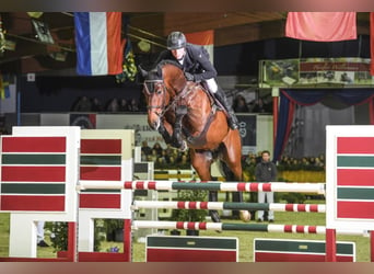 Belgisch Warmbloed, Hengst, 12 Jaar, 176 cm, Bruin