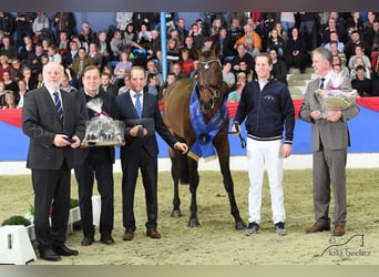 Belgisch Warmbloed, Hengst, 12 Jaar, 176 cm, Bruin