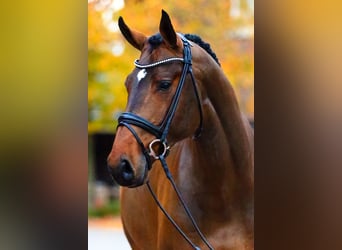 Belgisch Warmbloed, Hengst, 12 Jaar, 176 cm, Bruin