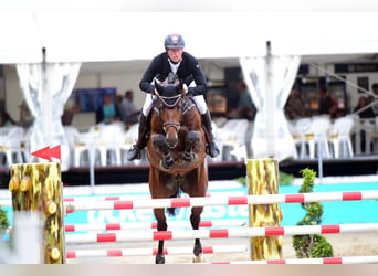 Belgisch Warmbloed, Hengst, 12 Jaar, 176 cm, Bruin