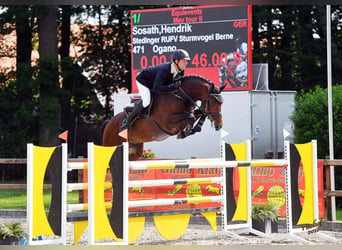 Belgisch Warmbloed, Hengst, 12 Jaar, 176 cm, Bruin