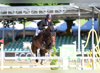 Belgisch Warmbloed, Hengst, 12 Jaar, 176 cm, Bruin