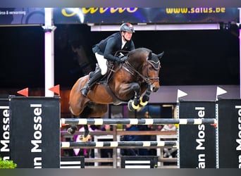 Belgisch Warmbloed, Hengst, 12 Jaar, 176 cm, Bruin