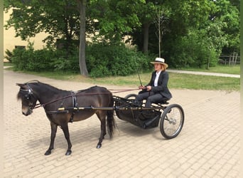 Koszyk na zakupy