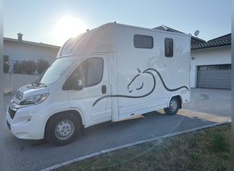 Citroen Jumper Pferdetransporter NUR 1.500 KM KEINE NOVA Fahrzeug war bereits in AUT angemeldet