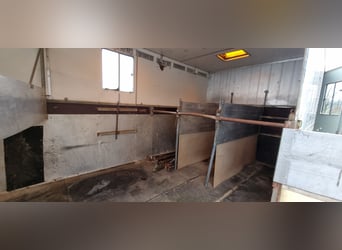 Man samochód transportujący konie z przyczepą do przewozu koni i namiotem stajennym