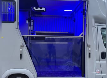 Używany transporter koni w doskonałym stanie