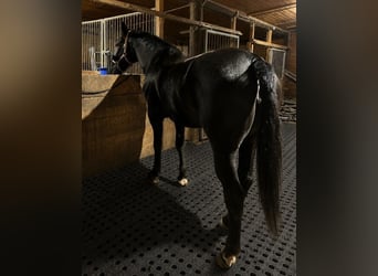 Drainagematte ECO Large – für Stallungen, Paddocks & Parkplätze