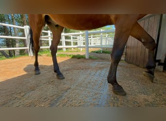 Drainagematte ECO Large – für Stallungen, Paddocks & Parkplätze