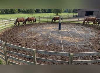 Drainagematte ECO Large – für Stallungen, Paddocks & Parkplätze