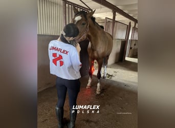 Nowość ochraniacze RLT terapia światłem czerwonym Lumaflex Horse