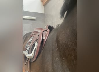 Siodło 2GS CWD