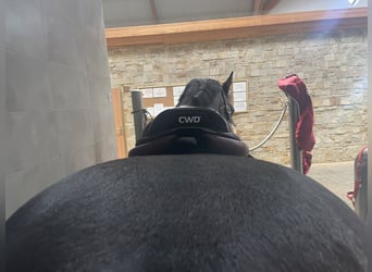 Siodło 2GS CWD