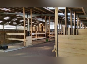 10 Paddockboxen + Wohnung zu verpachten – mit Mitnutzung großer Reitanlage