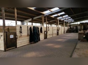 10 Paddockboxen + Wohnung zu verpachten – mit Mitnutzung großer Reitanlage